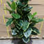 120cm Faux Yucca Tree in Pot Liner