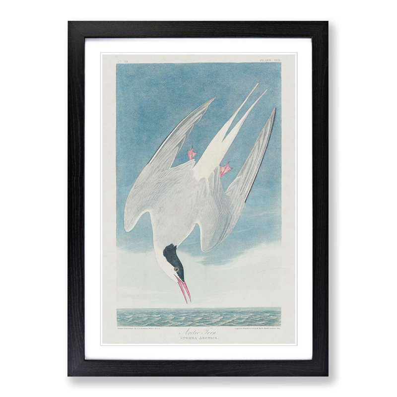 Arctic Tern by John Audubon - Single Picture Frame Painting, Black Framed, 63cm H x 45cm W x 2cm D