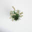 Faux Dogtail Grass in Pot-678879176