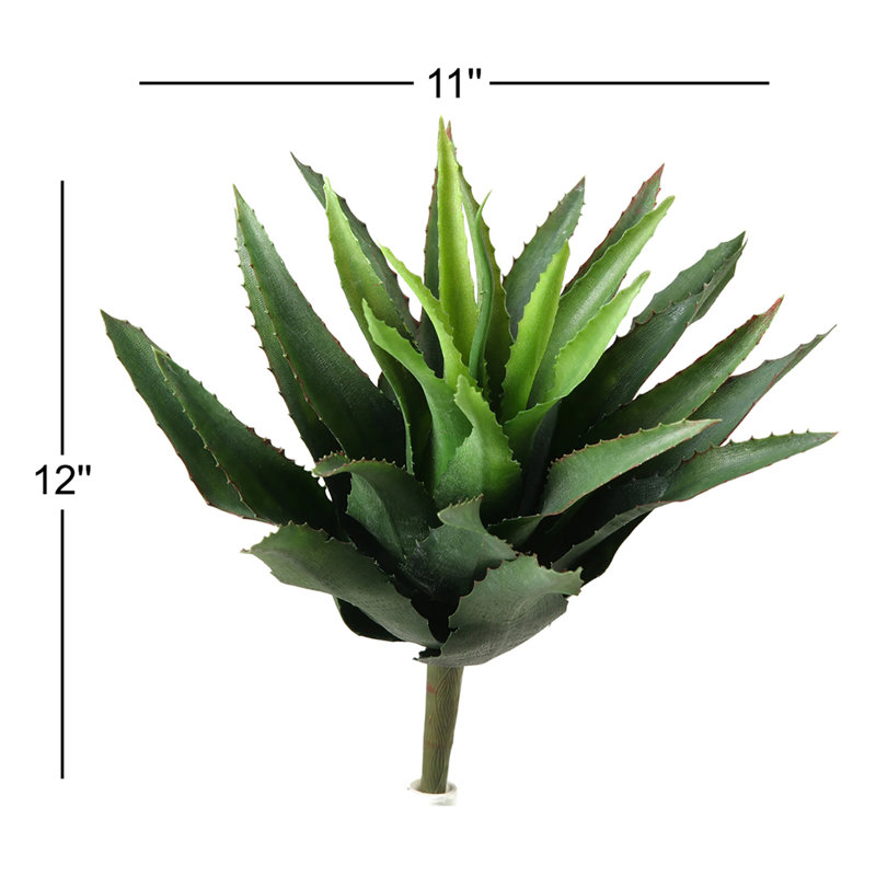 Succulent Plant