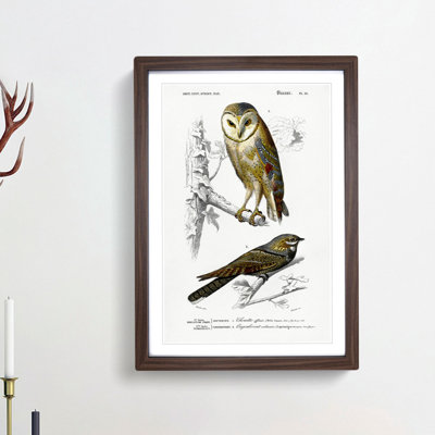 Owl and Bird Illustrations by Charles dOrbigny - Framed Print