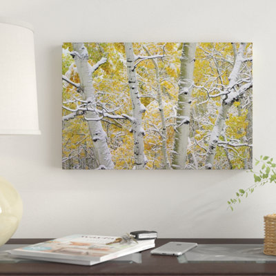 " Quaking Aspen Trees Covered With Snow Near Kebbler Pass, Gunnison National Forest, Colorado II " Color Photography