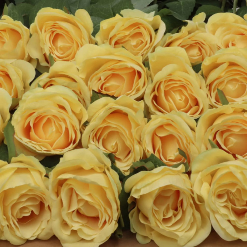 Silk Daisy Arrangement