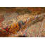 Wool Oriental Area Rug