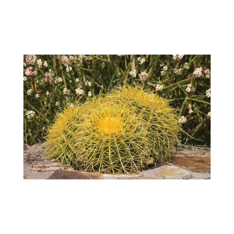 USA, Arizona, Golden Barrel Cactus by Jamie & Judy Wild - Wrapped Canvas Print, 20.32 cm H x 30.48 cm W
