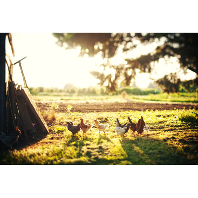 Chickens Relaxing - Wrapped Canvas Print