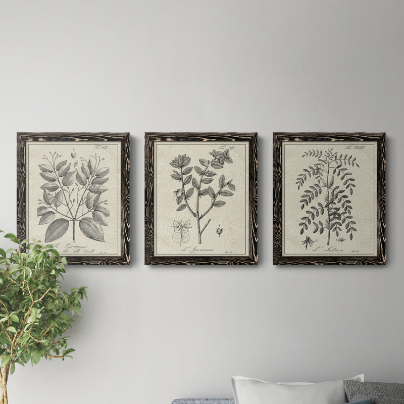 Antique Black and White Botanical VII - Ensemble de 3 reproductions d'art sur toile, H 20 po x l 51 po, Toile avec cadre noir