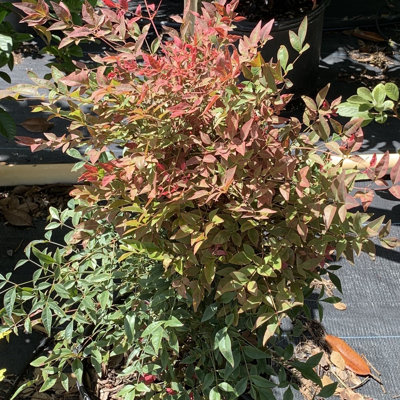 OnlinePlantCenter Live Flowering Plant