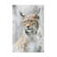 Santiago Pascual Buye Lynx Portrait In The Fog Canvas Art-1483094798