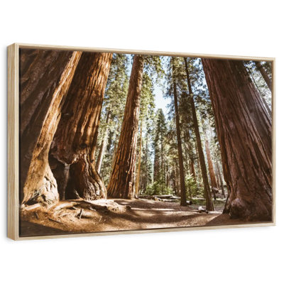Été dans le parc Sequoia