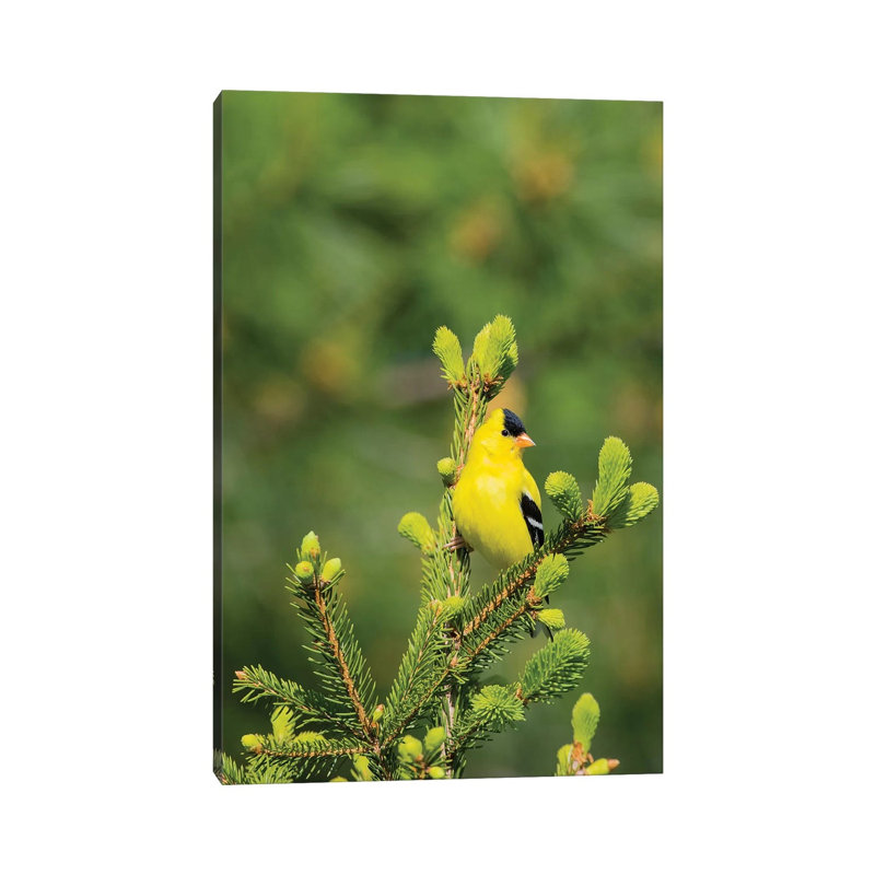 American Goldfinch (Spinus Tristis) Male In Spruce Tree, Marion County, Illinois by Richard & Susan Day - Wrapped Canvas Gallery-Wrapped Canvas Giclée
