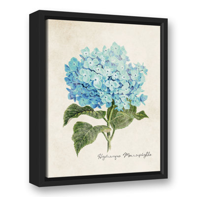 Hydrangea Illustration Framed On Canvas Print
