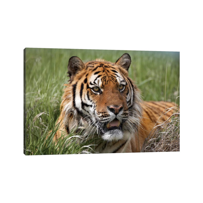 Siberian Tiger Portrait, Endangered, Native To Siberia I by Tim Fitzharris - Wrapped Canvas Print, 20.32 cm H x 30.48 cm W