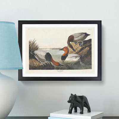 Canvas Backed Ducks by John Audubon - Picture Frame Painting Print