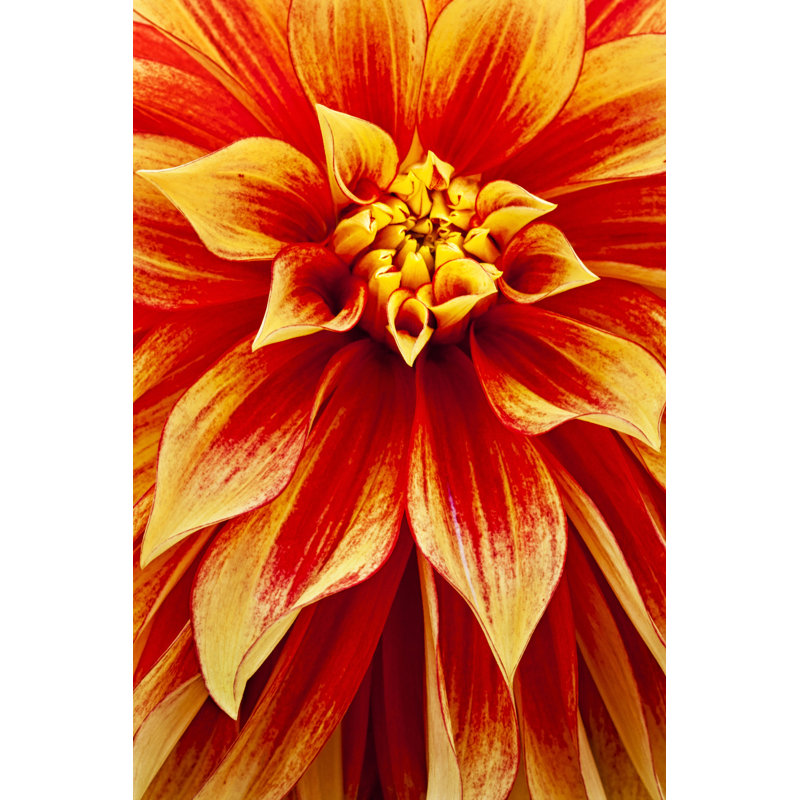 Dahlia par Patty_C, H 30 po x l 20 po