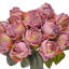 Rose lyophilisé 10 po -1515063231