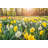 Daffodils Field by Pelyte - Wrapped Canvas Print-1498356031