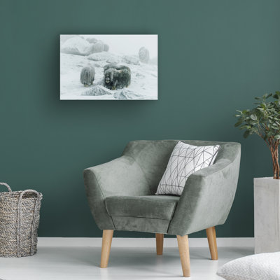 Bolog Giuseppe Damico Musk Ox Between The Fog And Frost Canvas Art