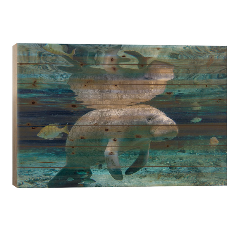 Flloyd Florida Manatee par - Sans cadre sur bois