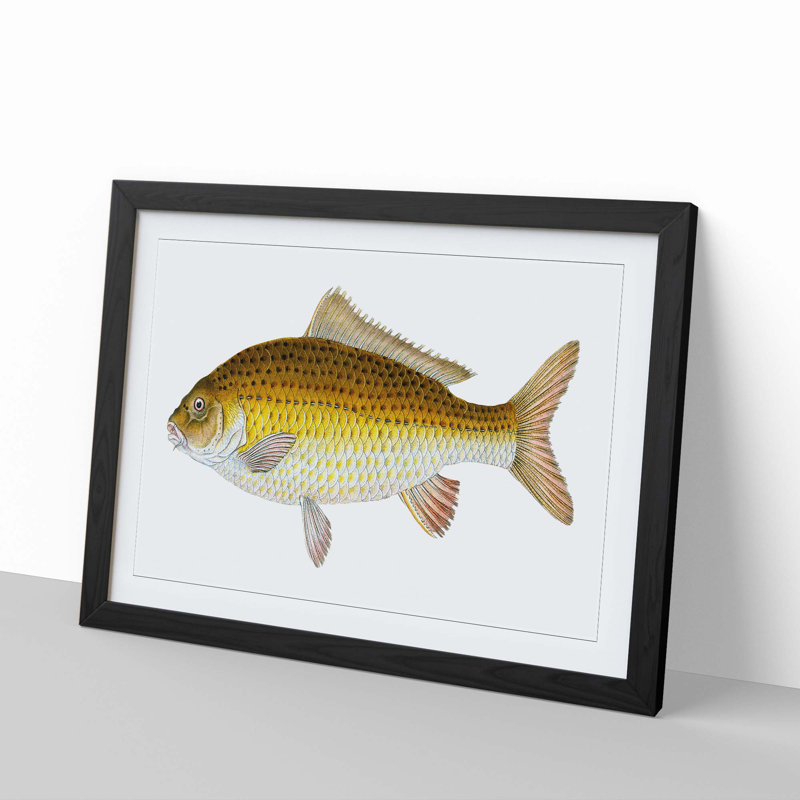 Yellow Carp Fish by Edward Donovan - Framed Print, 36cm H x 48cm W x 2cm D, Black Framed