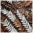 Dark Brown Medium White