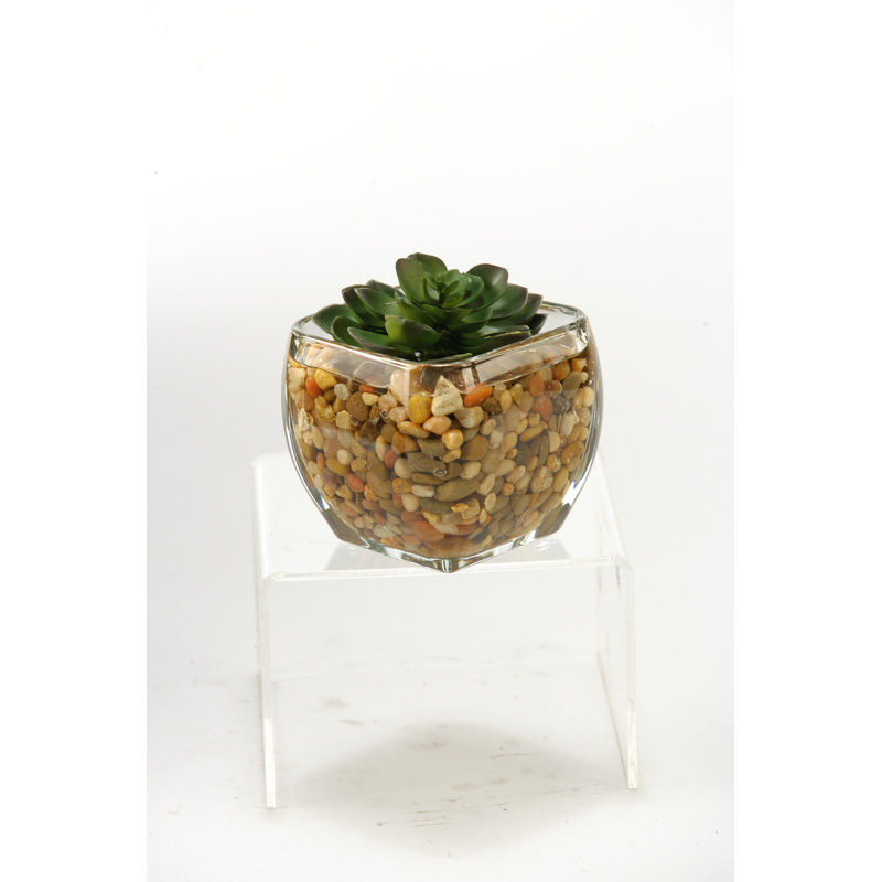 Cube en verre echeveria, Petit