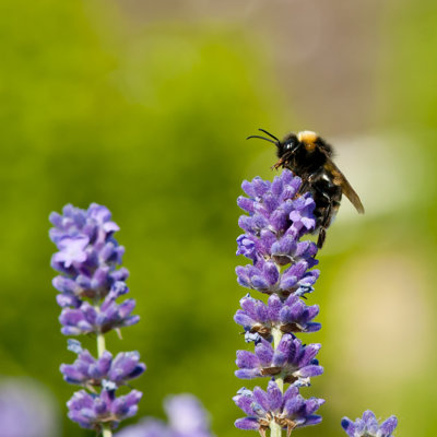 Emanni " Bumble Bee On Lavender " by Habari1