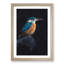 Kingfisher Bird - Picture Frame Painting Print-56924999-56924995