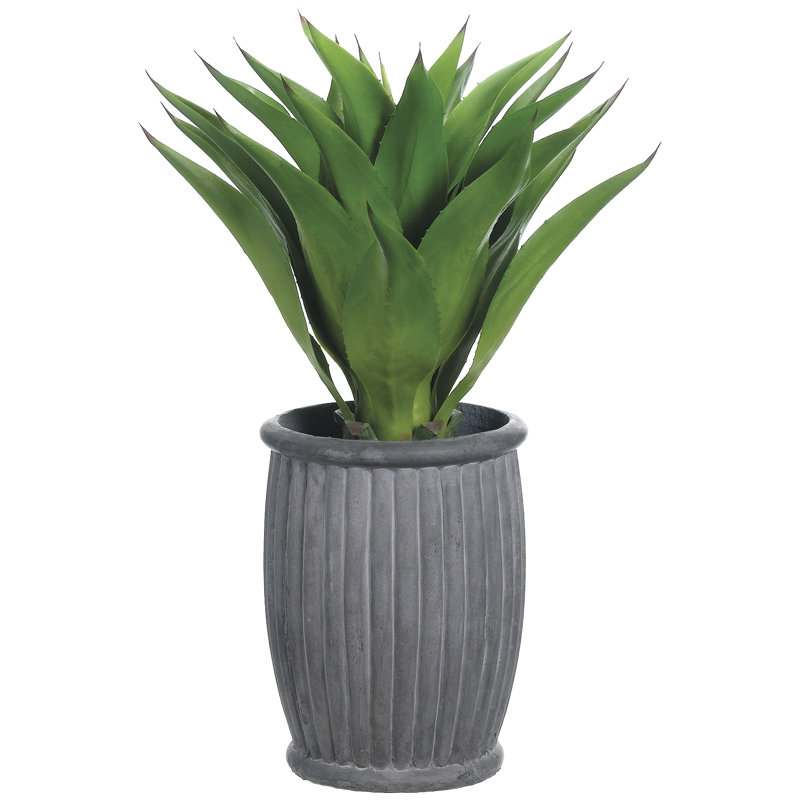 Plante à feuillage atténuée agave dans un pot de fleurs