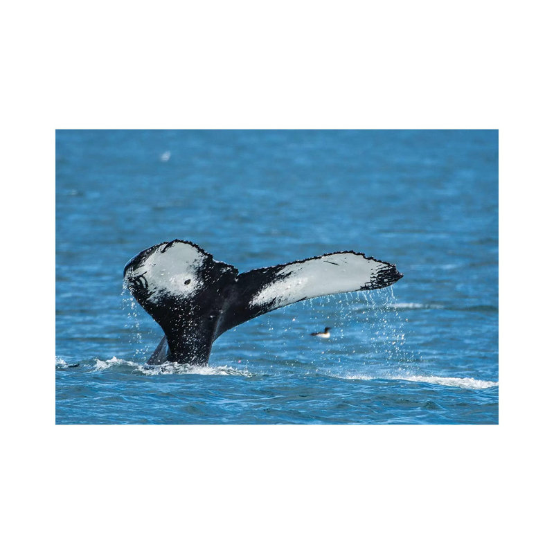 Humpback Whale (Megaptera Novaeangliae), Resurrection Bay, Kenai Fjords National Park, Alaska, USA. 1 Piece Wrapped Canvas Wall Art