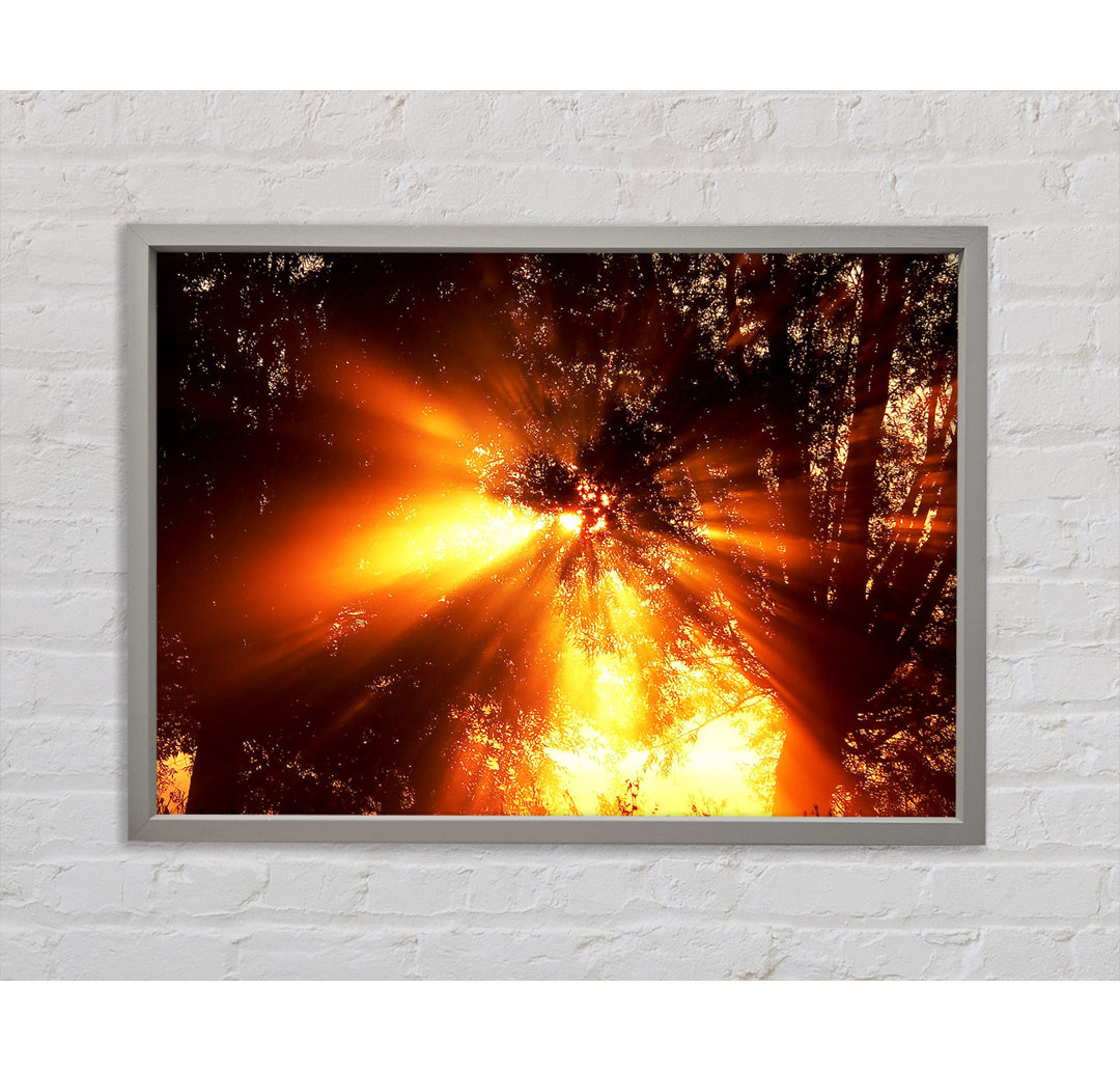 Sun Blaze Above The Winter Tree - Single Picture Frame Kunstdrucke auf Leinwand