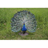 Peacock with Feathers Out Statue