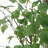 Uttermost Boreal Potted Birch Tree