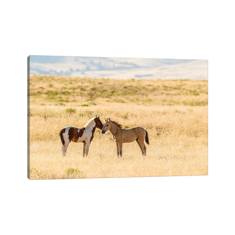 USA, Utah, Tooele County. Wild Horse Foals Greeting. by Jaynes Gallery - Wrapped Canvas Gallery-Wrapped Canvas Giclée