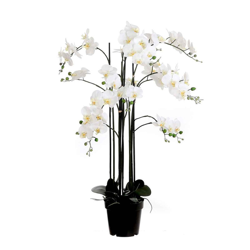 Orchid Arrangement in Pot, Cream