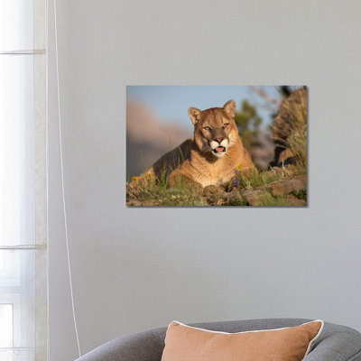 Mountain Lion Portrait, North America I by Tim Fitzharris - Wrapped Canvas Print
