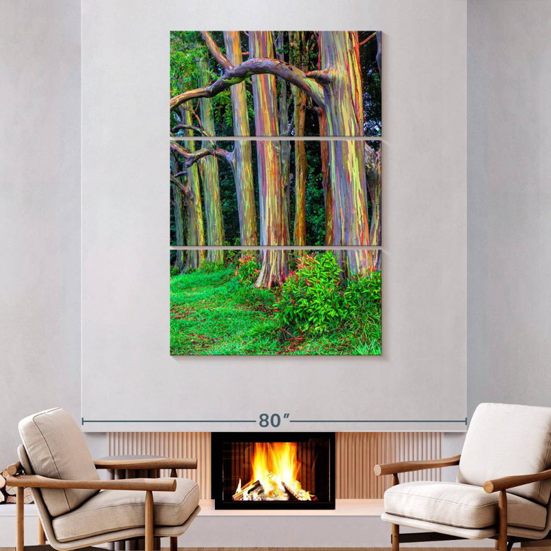 Maui Rainbow Eucalyptus Trees, H 74 po x l 48 po