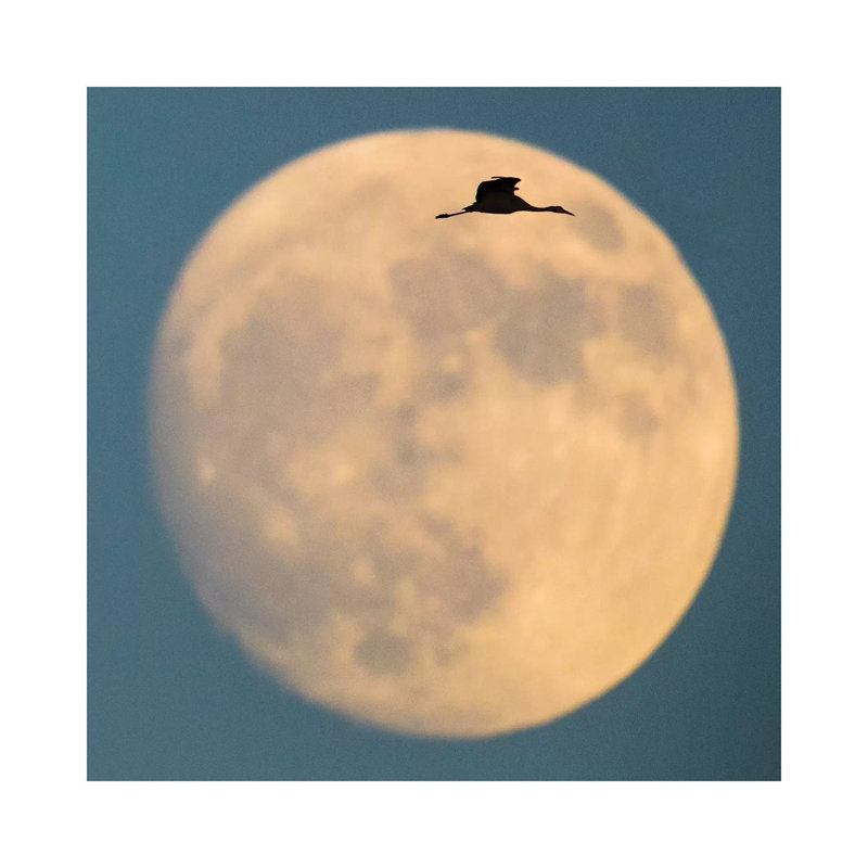 Sandhill Crane Flying Against Moon, Soccoro, New Mexico, USA 1 Piece Wrapped Canvas Wall Art