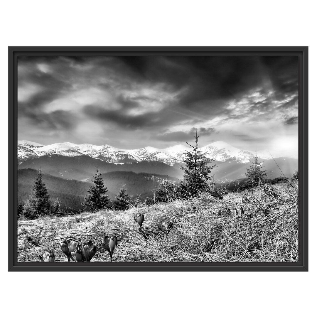 Gerahmtes Wandbild Krokusse auf Hochalmwiese in Alpen