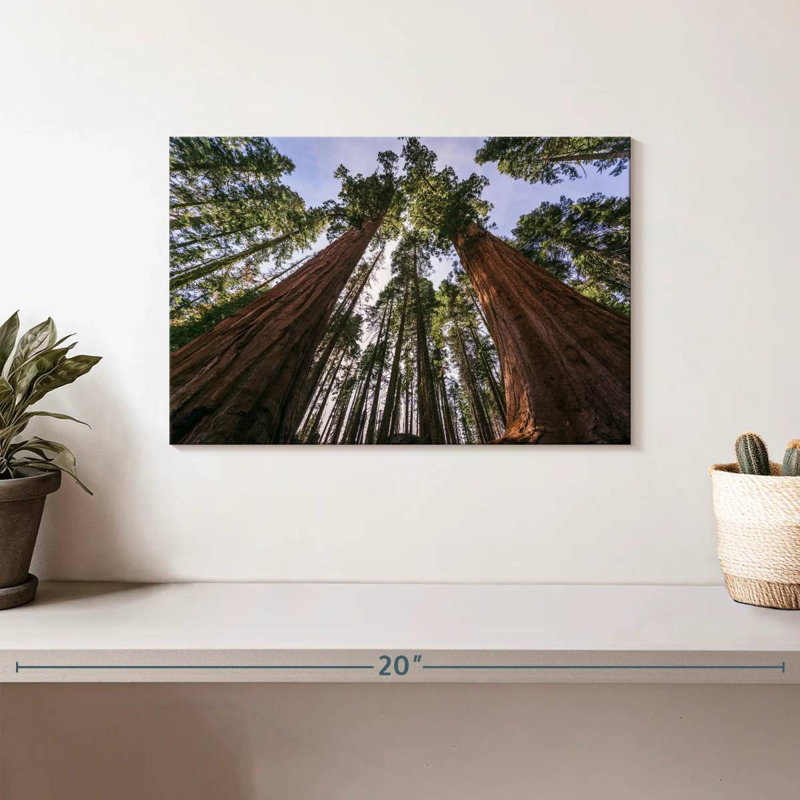 Harnek Giant Sequoia Redwoods, 8" H x 12" W