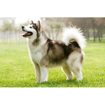 Malamute d’Alaska sur toile par Liumeili, photographie