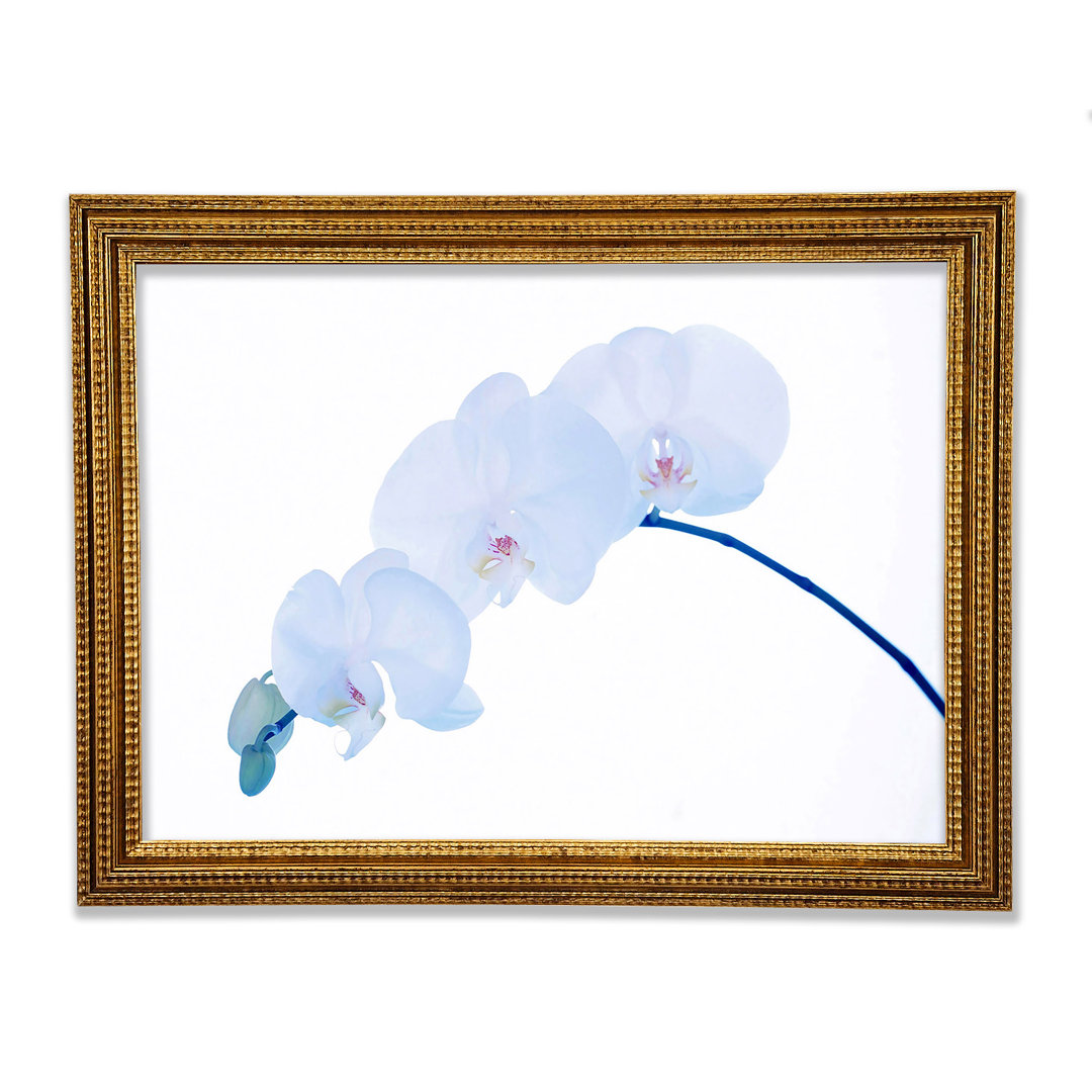 Gerahmtes Leinwandbild Baby Blue Stem