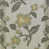 Colombe