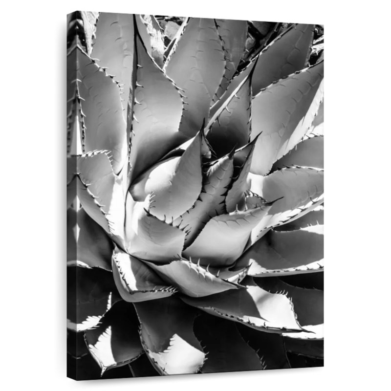 Harnek noir Arizona - Agave, H 48 po x l 32 po