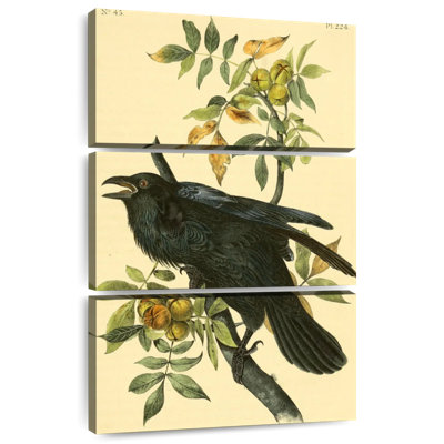 Corbeau d'oiseaux d'Amérique