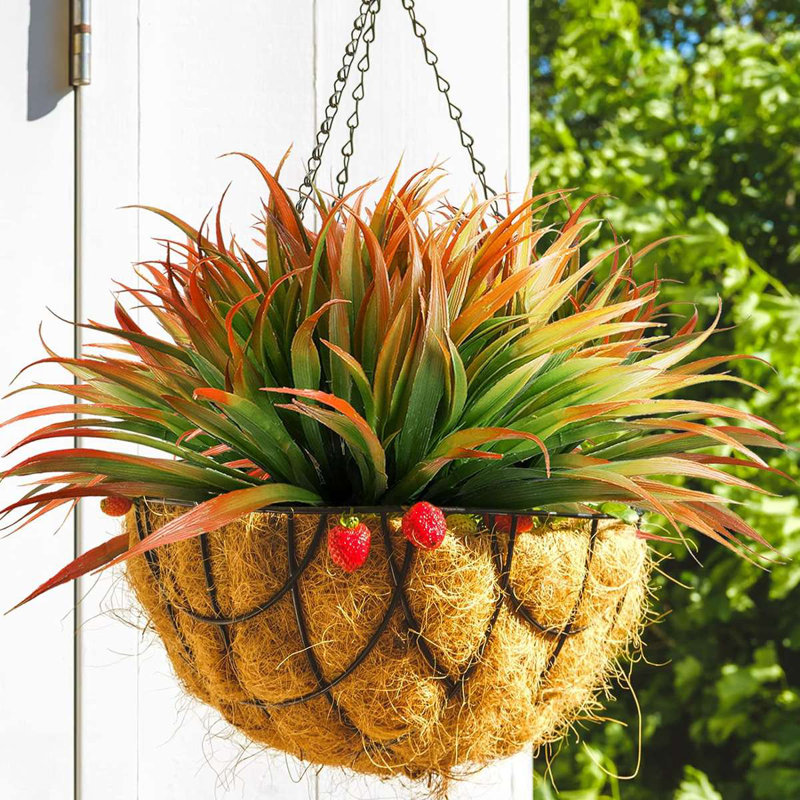 16,9 plante, Orange
