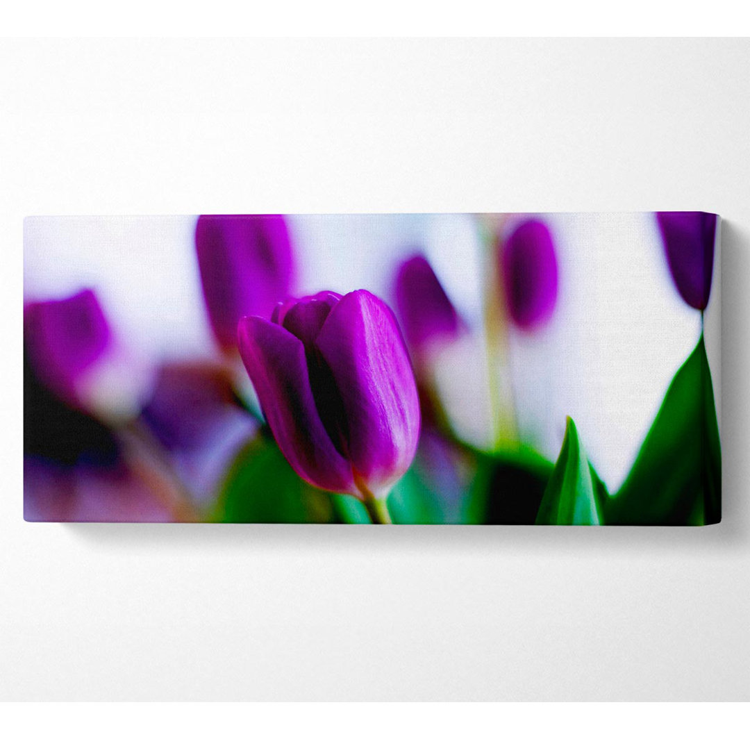 Lila Tulpen Panoramaleinwand