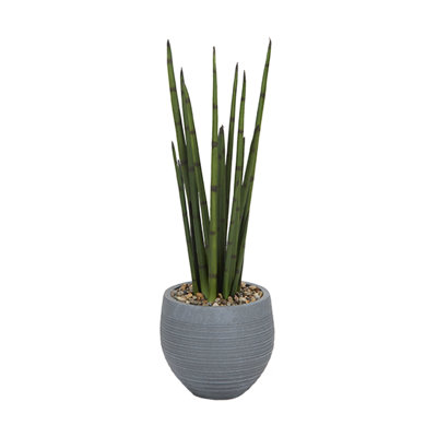 Snake Plant in Small Riband Planter