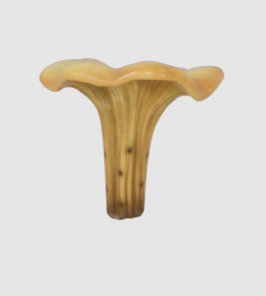 Chanterelle Balan surdimensionné