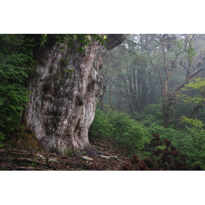 Jomon Sugi - Wrapped Canvas Print